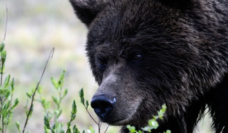 Руски биохемичари у пљувачки сибирског мрког медведа пронашли нови антибиотик